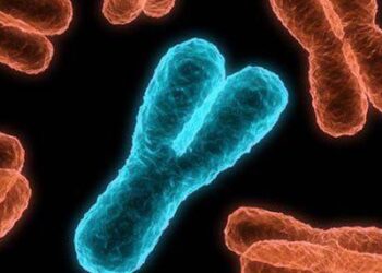 Cinsiyet kromozomu Yok Olma Yolunda: Bilimsel Uyarı