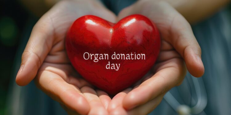 İki elin arasında tutulan üzerinde organ donation yazan kırmızı kalp.